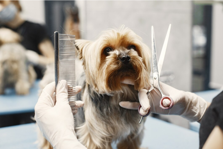 NjuškicA Grooming – Frizerski salon za pse Đakovo