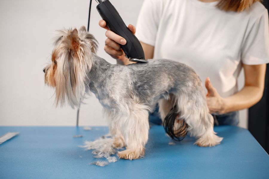 Njuškica Grooming – Šišanje pasa Đakovo