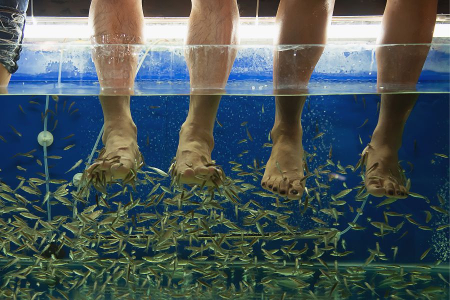 Medusa – Fish Spa Osijek